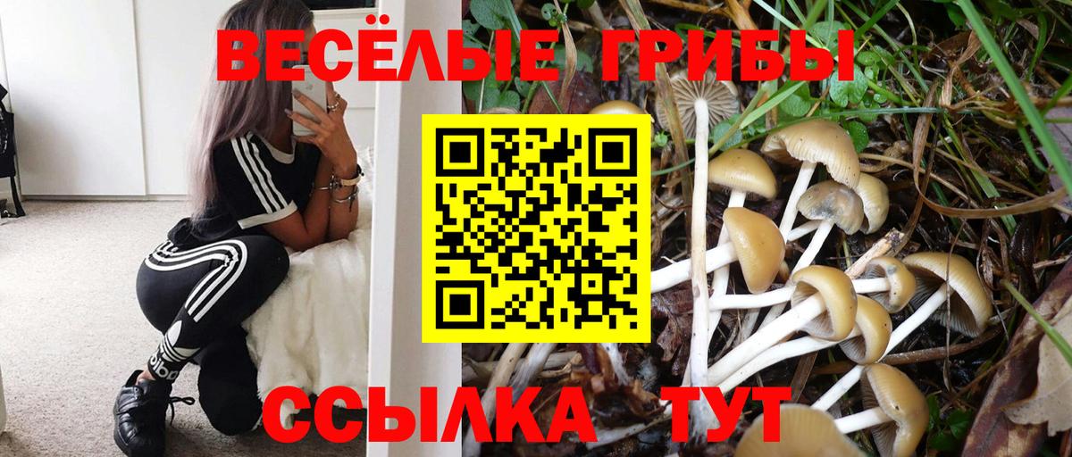 Псилоцибиновые грибы Psilocybine cubensis Губаха
